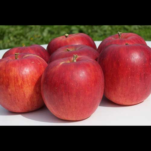 【道内配送限定・送料無料】りんご5kg品種：つがる