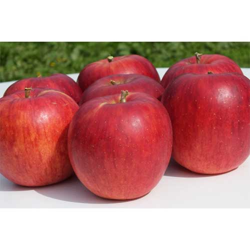 りんご5kg品種：つがる