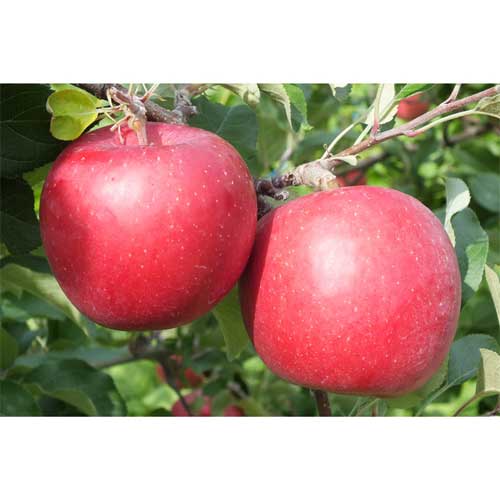りんご5kg品種：早生ふじ